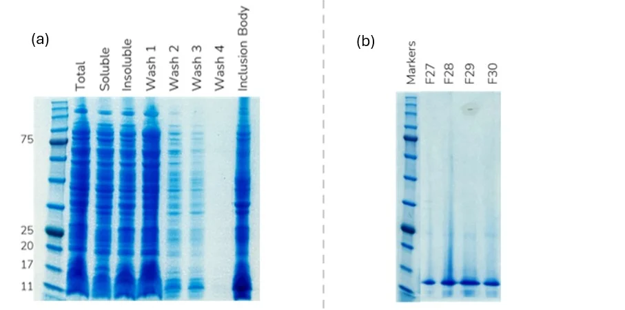 SDS-PAGE of Interleukin - initial solubilization.
