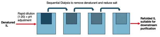 Workflow showing the interleukin refolding process