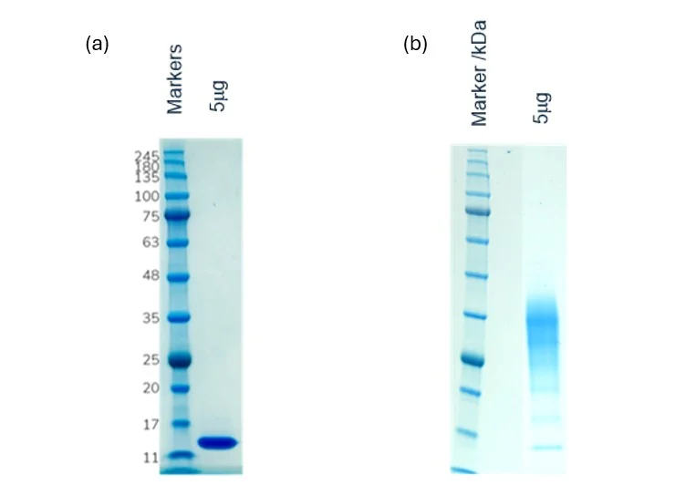 SDS-PAGE results of the sample interleukin