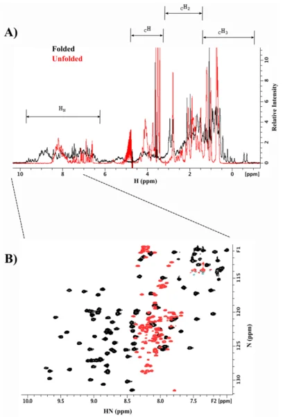 Figure comparing folded and unfolded protein states using NMR spectroscopy. Panel A shows overlaid one-dimensional proton NMR spectra, with folded protein peaks in black and unfolded protein peaks in red. Panel B shows overlaid two-dimensional HSQC spectra, illustrating distinct signal distributions and spectral dispersion between folded and unfolded protein conformations.