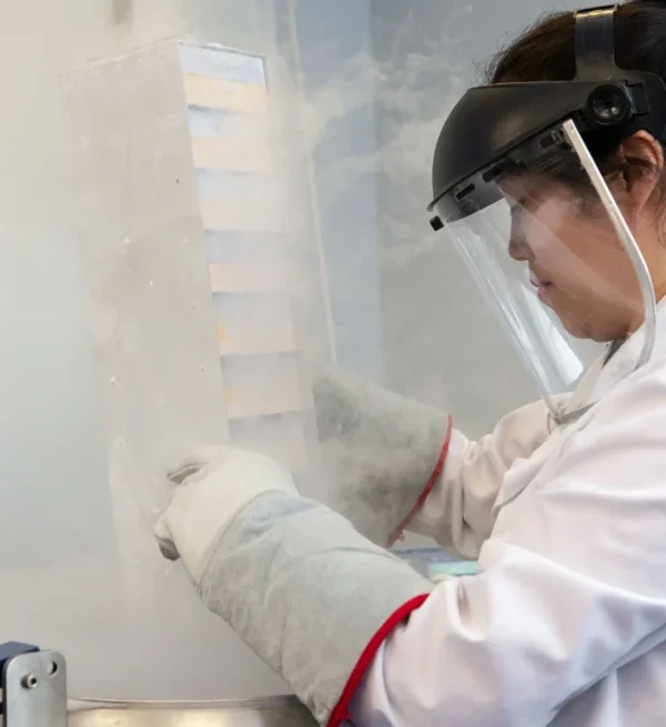 Scientist using cryogenic storage equipment to handle frozen biological samples for cell line generation and drug discovery research. Show more lines