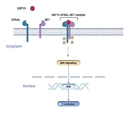 GDF15 binding to GFRAL and RET receptors activates ERK signalling and SRE-driven luciferase reporter expression.