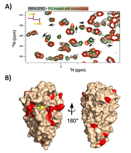 Scientific figure showing NMR-based analysis of protein interactions with peptidoglycan. Panel A displays overlaid two-dimensional ¹H-¹⁵N NMR spectra of PBP4 S75C, highlighting chemical shift changes following treatment with peptidoglycan and muramidase. Arrows indicate protein residues affected by binding. Panel B shows two views of the protein surface structure rotated by 180 degrees, with red regions identifying interaction sites mapped from the NMR data.