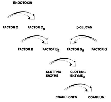 Schematic illustration of the LAL assay reaction pathway. Endotoxin activates Factor C, while β-glucan activates Factor G. The resulting cascade activates downstream clotting enzymes, leading to the conversion of coagulogen into coagulin and formation of a clot.