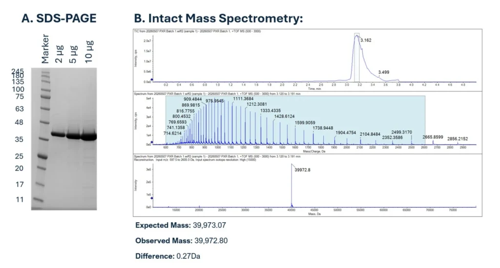 Figure 1: Quality control results of purified human PXR