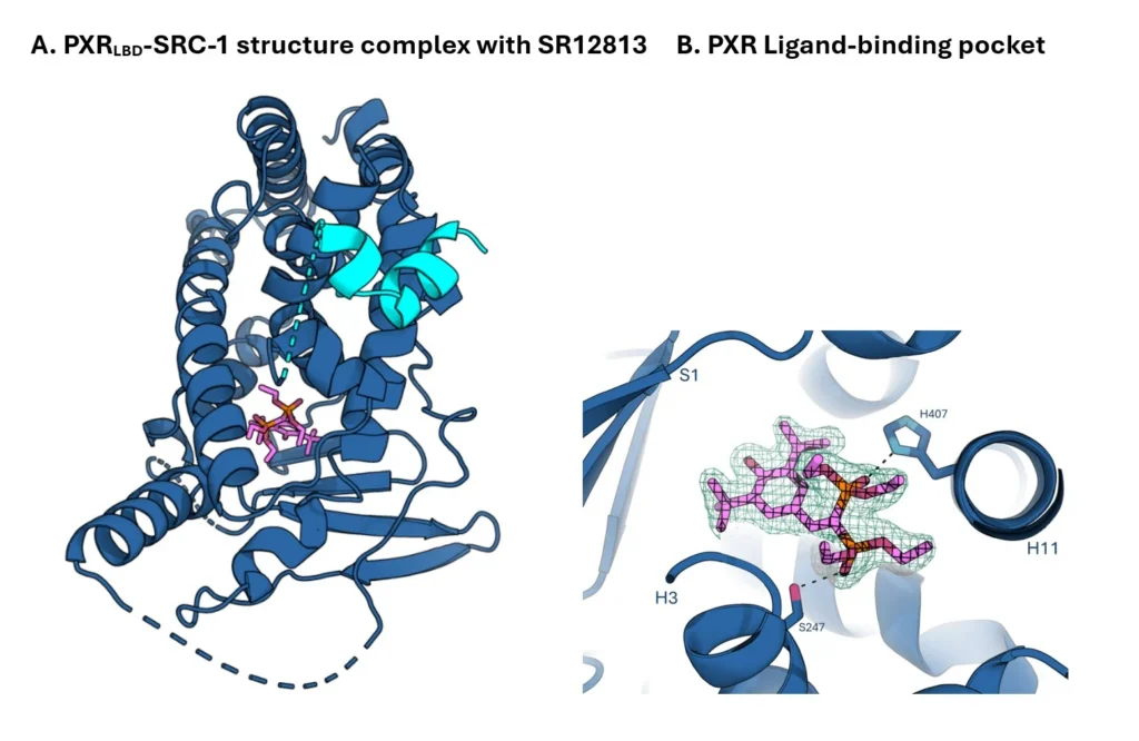 Sygnature in house structure of PXR
