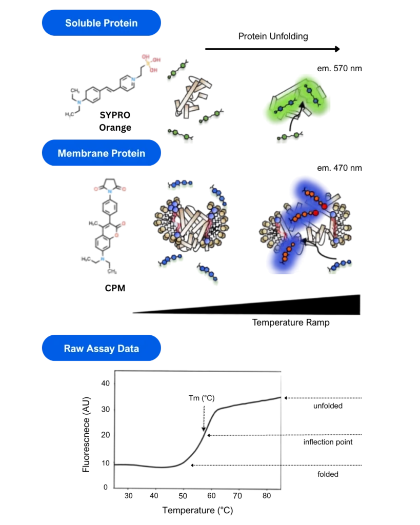 Schematic illustration of thermofluor stability assays for soluble and membrane proteins. The diagram compares the use of SYPRO Orange dye, which detects exposed hydrophobic regions during unfolding of soluble proteins, with CPM dye, which binds exposed cysteine residues in membrane proteins. Fluorescence increases as proteins unfold, generating raw assay data that can be used to determine protein melting temperature and stability.