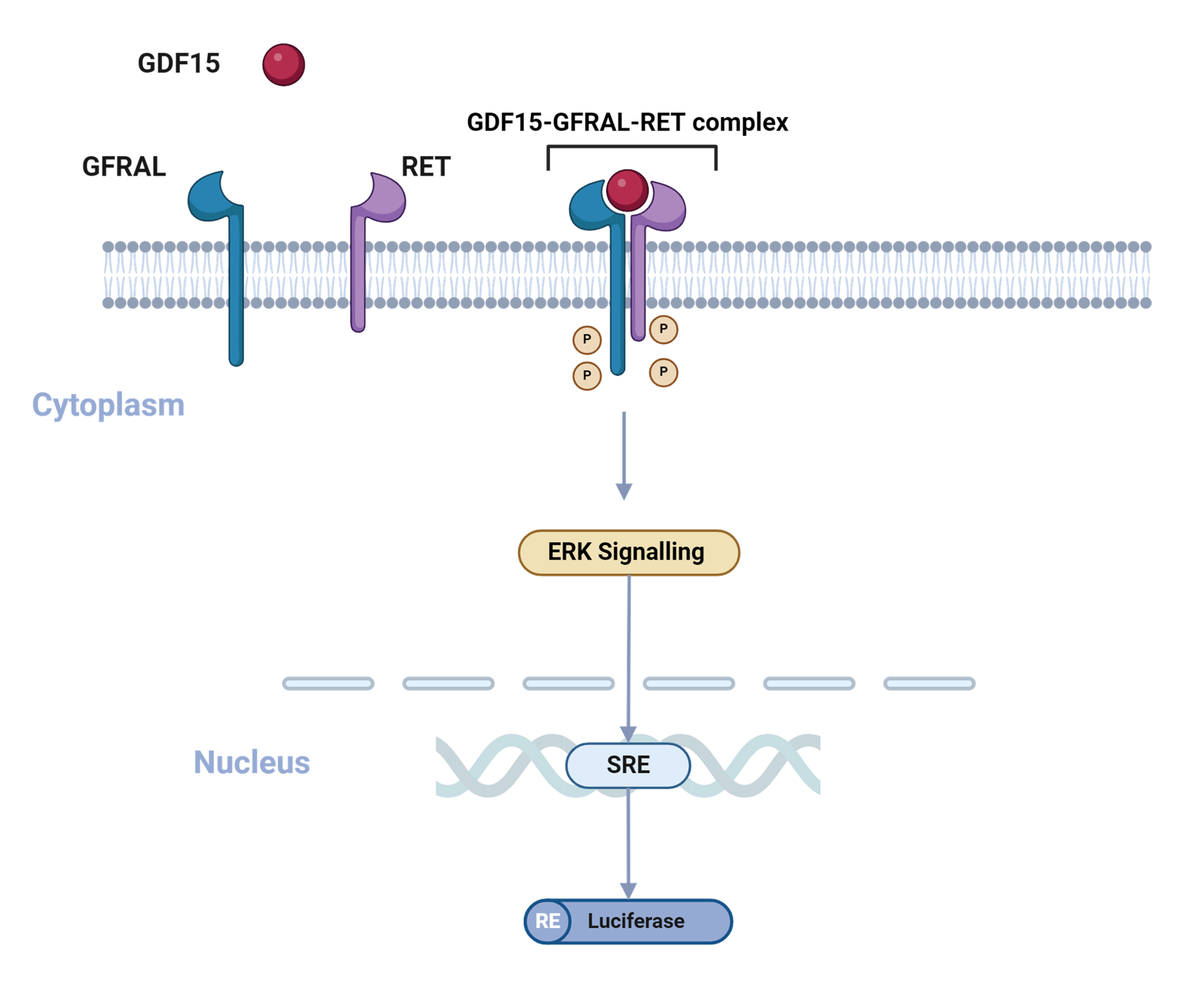 GDF15 binding to GFRAL and RET receptors activates ERK signalling and SRE-driven luciferase reporter expression.
