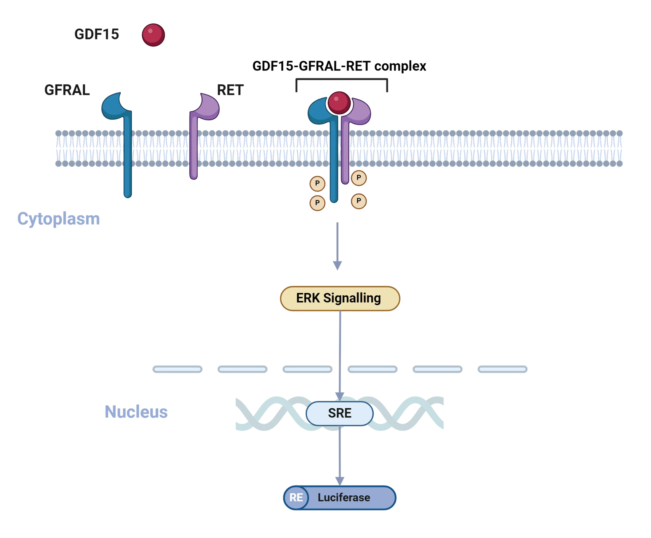 GDF15 binding to GFRAL and RET receptors activates ERK signalling and SRE-driven luciferase reporter expression.