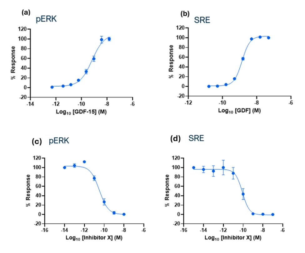 Comparison of GDF15 activation and inhibitor-mediated pathway inhibition in pERK and SRE assays showing consistent pharmacology.