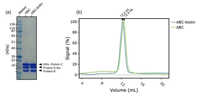 SDS-PAGE and analytical size exclusion chromatography analysis of a heterotrimeric protein complex before and after biotinylation. SDS-PAGE confirms the presence of Proteins A, B and C, while overlapping chromatography profiles demonstrate that the biotinylated and non-biotinylated complexes remain assembled and exhibit similar behaviour in solution.
Caption: