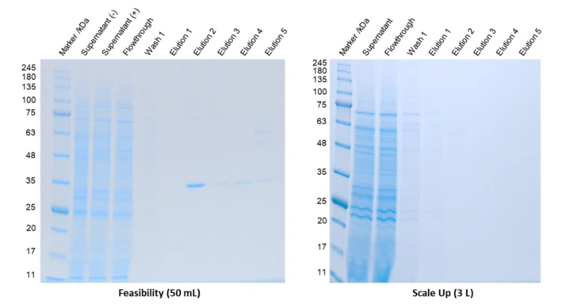 Comparative SDS-PAGE analysis of insect cell-expressed protein during small-scale feasibility testing (50 mL) and large-scale production (3 L). The feasibility study shows a distinct target protein band in elution fractions, whereas the scale-up process demonstrates reduced recovery despite similar expression profiles, highlighting purification challenges associated with scale-up.