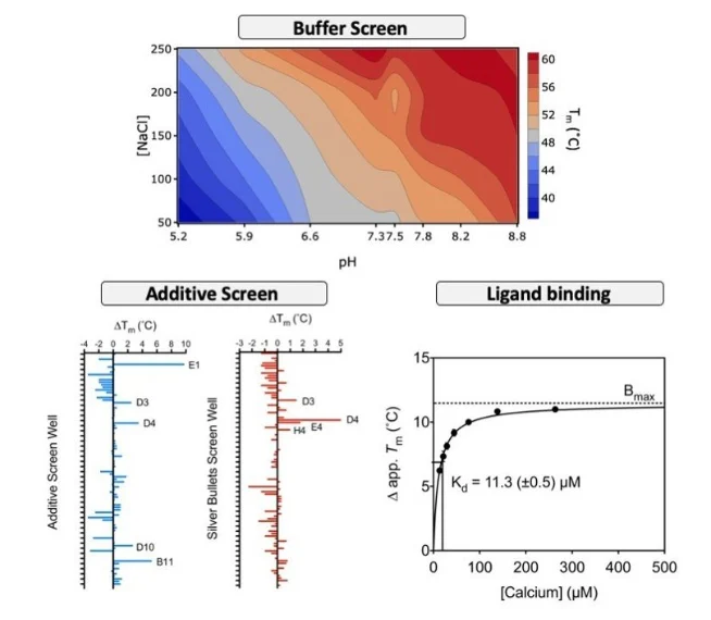 Differential scanning fluorimetry (DSF) analysis showing protein stability and ligand binding assessment. The top panel presents a buffer screen heatmap illustrating protein melting temperature (Tm) across different pH and sodium chloride concentrations. The lower left panels show additive screening results, highlighting conditions that increase or decrease protein stability. The lower right panel displays a ligand-binding curve, with increasing calcium concentration producing a concentration-dependent increase in protein melting temperature and an estimated dissociation constant (Kd) of 11.3 μM.