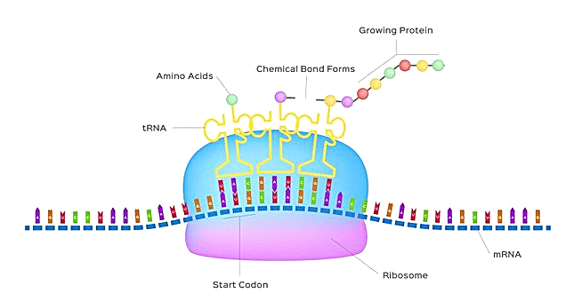 Diagram illustrating protein synthesis (translation) within a ribosome. Transfer RNA (tRNA) molecules match amino acids to codons on a messenger RNA (mRNA) strand, allowing chemical bonds to form between amino acids and creating a growing protein chain.