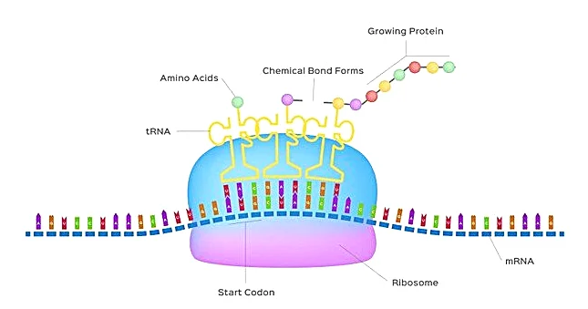 The Nature of Codon Optimization