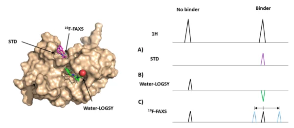 Illustration of ligand-binding detection methods used in fragment-based drug discovery. The left panel shows a protein surface with ligand-binding regions monitored using STD, Water-LOGSY and ¹⁹F-FAXS NMR techniques. The right panel compares NMR signal responses in the presence and absence of a binding compound, demonstrating how each method identifies ligand interactions with the target protein.