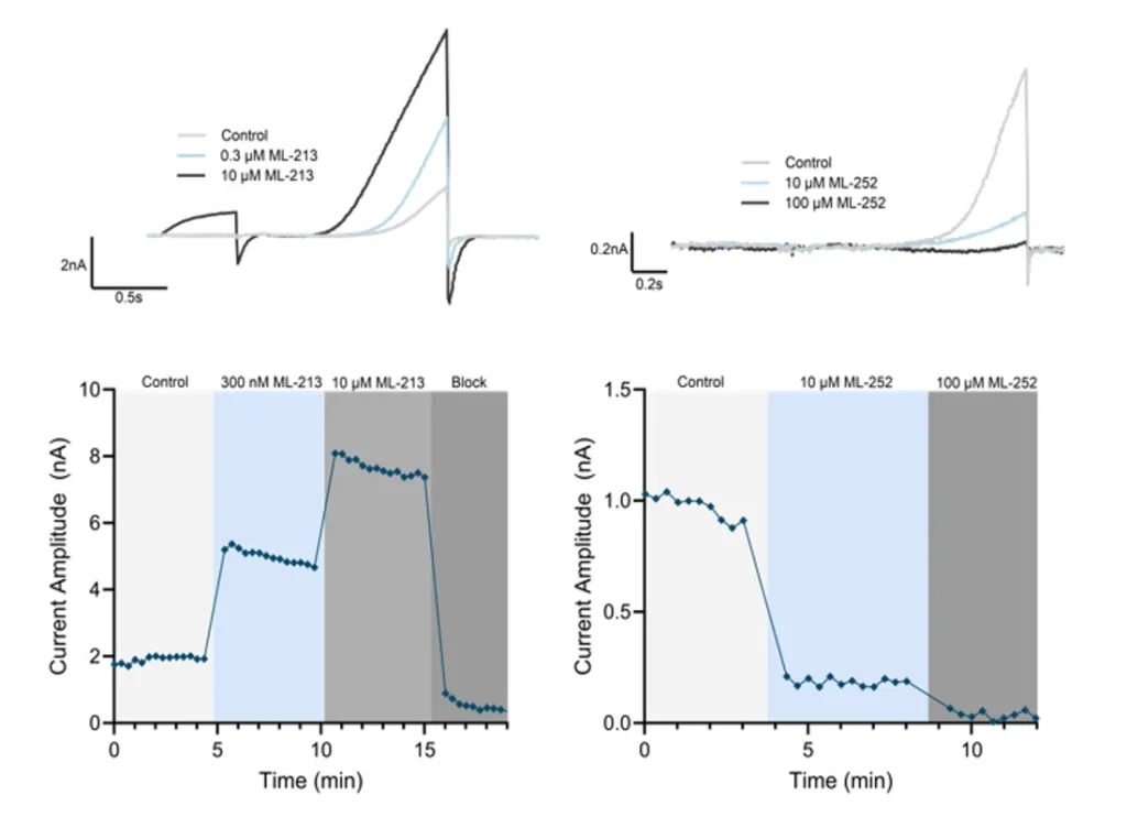 Concentration-dependent modulation of Kv7.2/7.3 channel activity by the activator ML-213 and inhibitor ML-252, demonstrating robust agonist and antagonist assay performance.