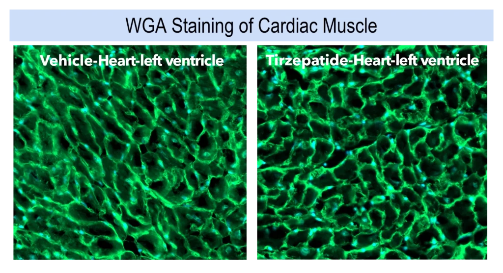 Representative WGA-stained cardiac muscle images from left ventricle tissue comparing vehicle-treated and tirzepatide-treated groups, showing similar cardiomyocyte architecture and tissue organisation.