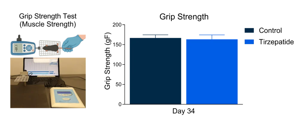 Grip strength measurements demonstrate preserved muscle function in tirzepatide-treated animals compared with controls.