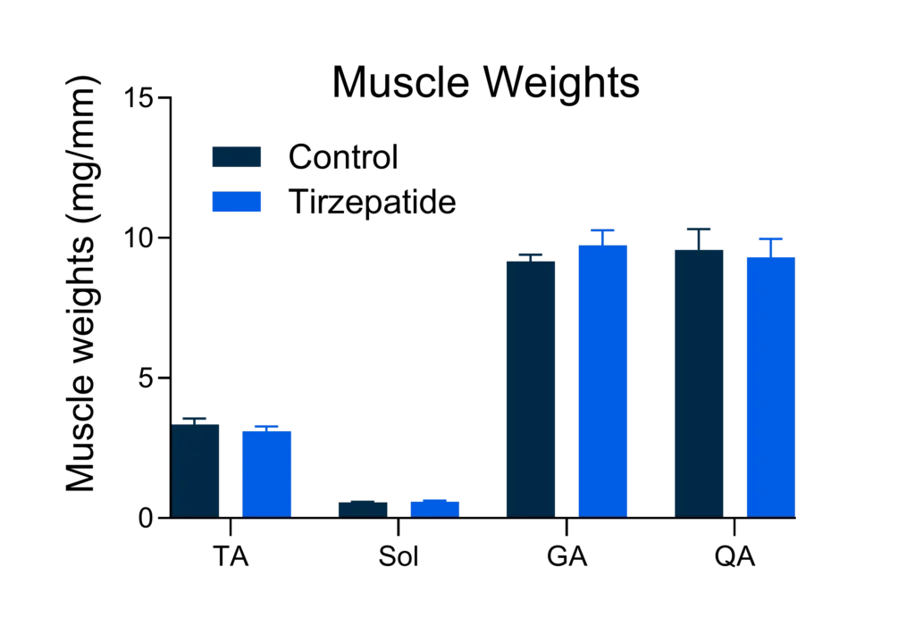 Skeletal muscle weights remain unchanged in tirzepatide-treated animals compared with controls, indicating preservation of muscle mass.