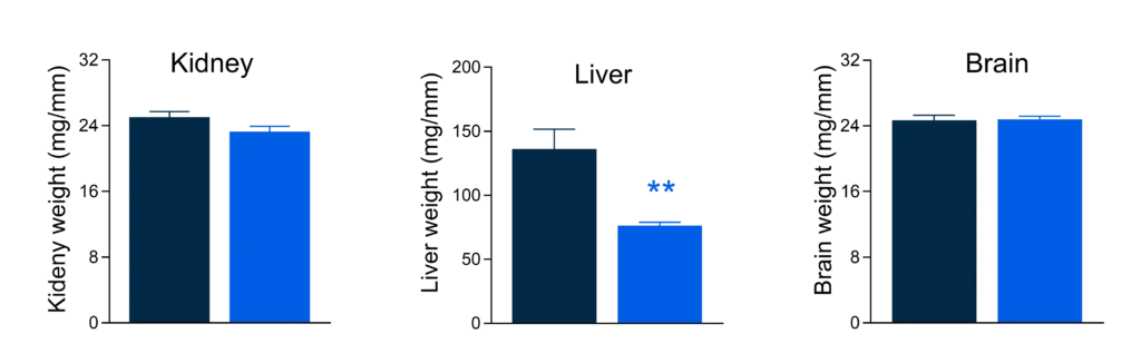 Organ weight comparison between control and tirzepatide-treated groups showing significantly lower liver weight following tirzepatide treatment, while kidney and brain weights remain unchanged.