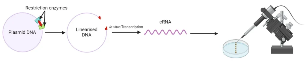 Workflow showing plasmid linearisation, in vitro transcription to produce cRNA, and microinjection of cRNA into Xenopus oocytes.