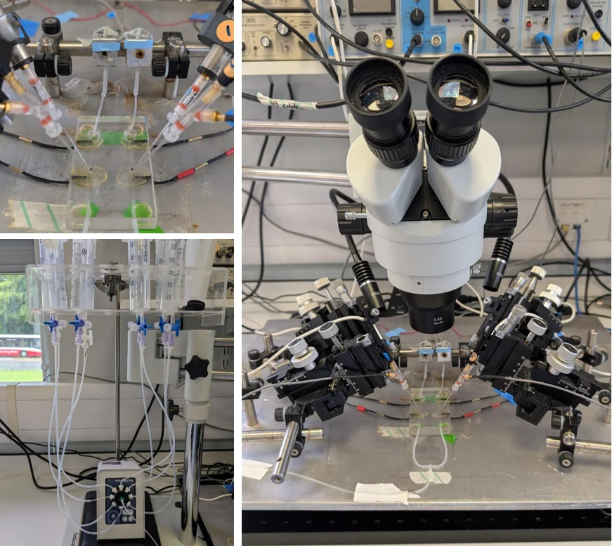 TEVC electrophysiology setup showing a microscope, micromanipulators, recording electrodes, oocyte chamber, and solution perfusion system.