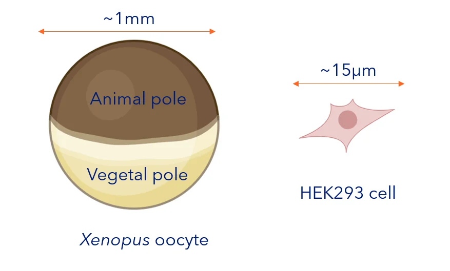 Comparison of a 1 mm Xenopus oocyte, showing animal and vegetal poles, with a 15 µm HEK293 cell.