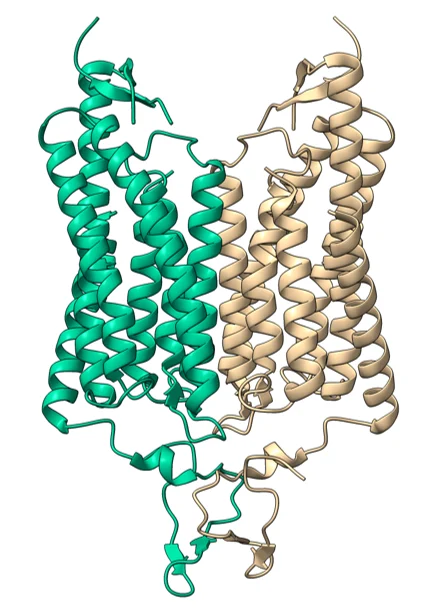 Structure of channelrhodopsin