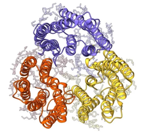 The cryoEM structure of Kalium channelrhodopsin 1 C110A mutant from Hyphochytrium catenoides, Dark State