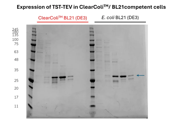 SDSPAGE comparing purified TEV from ClearColi and BL21(DE3) E. coli