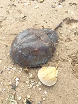 Horseshoe Crabs and Endotoxins