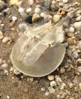 Horseshoe crab 1