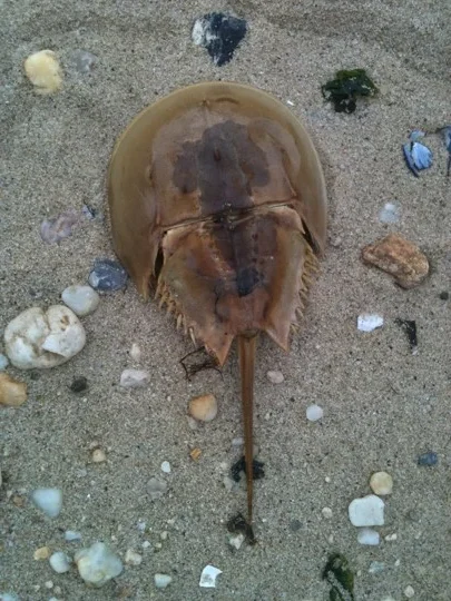 Horseshoe crab 2