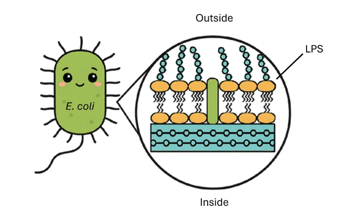 Endotoxin LPS in bacteria