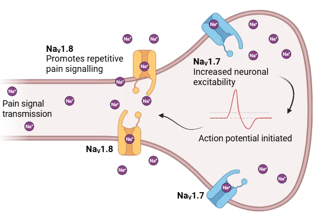 Advancing Pain Research with Naᵥ1.7 and Naᵥ1.8 Electrophysiology
